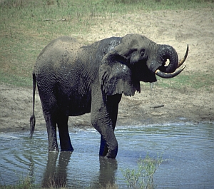Elefant